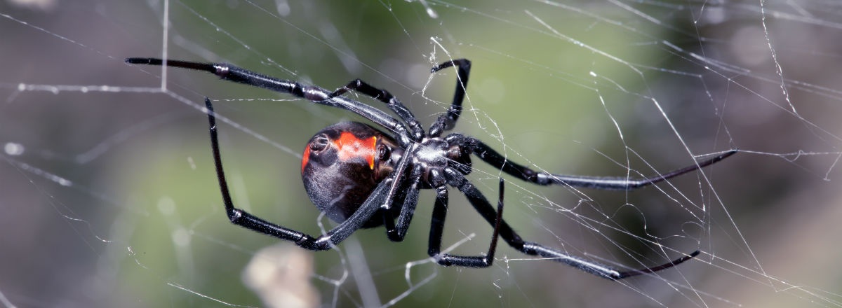 Orlando Florida Spider Control Exterminator
