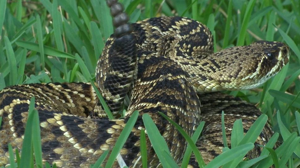 Snake Prevention in Orlando Florida