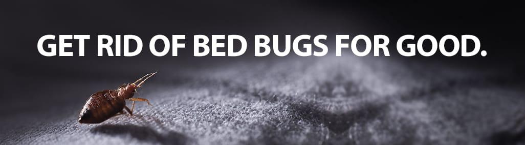 Orlando Bed Bug Exterminator