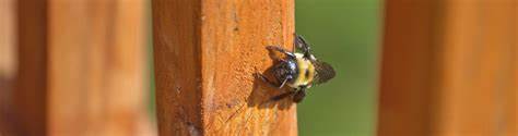 Orlando Carpenter Bee Exterminator